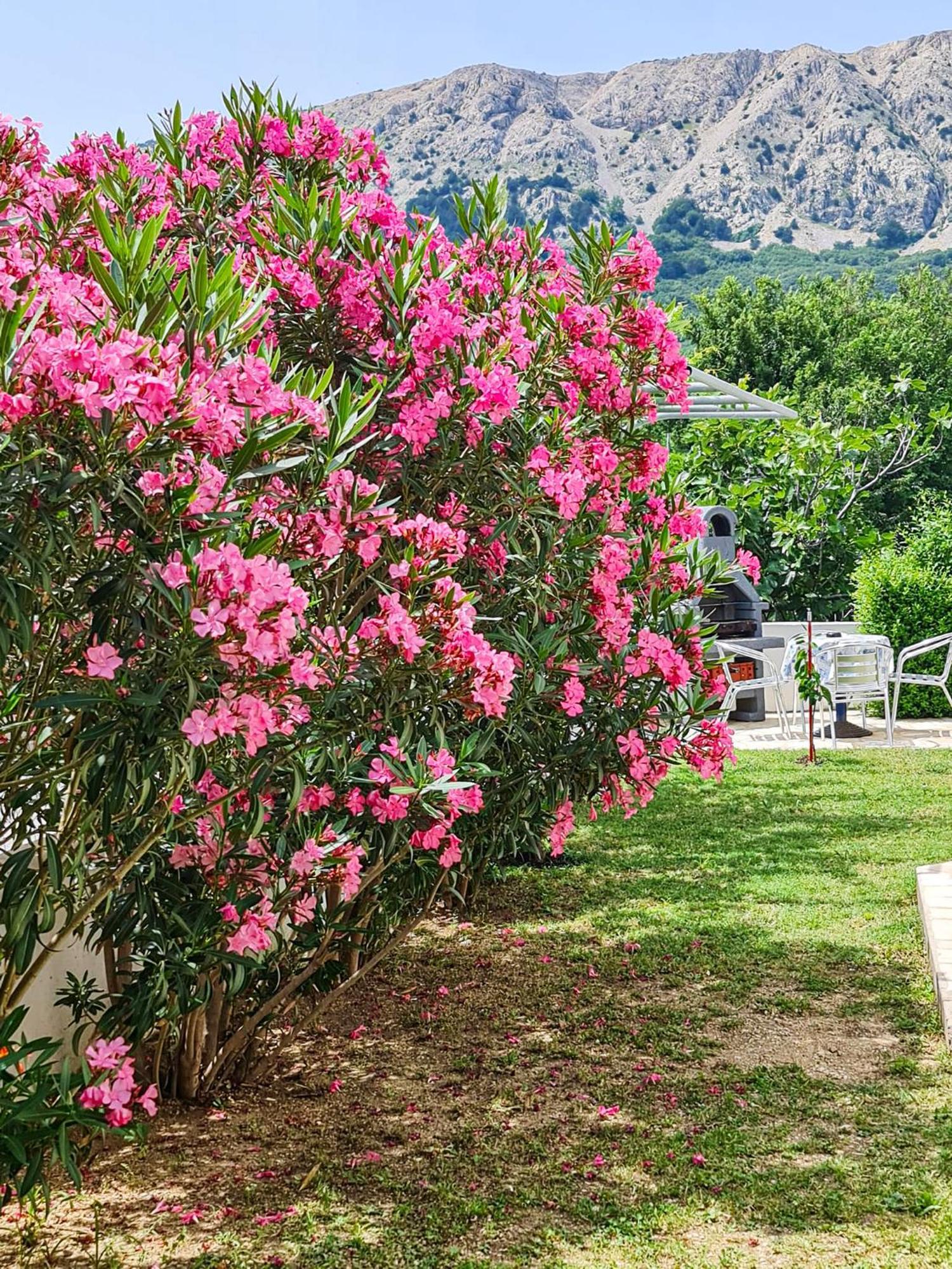 באסקה Apartments Benkovic מראה חיצוני תמונה